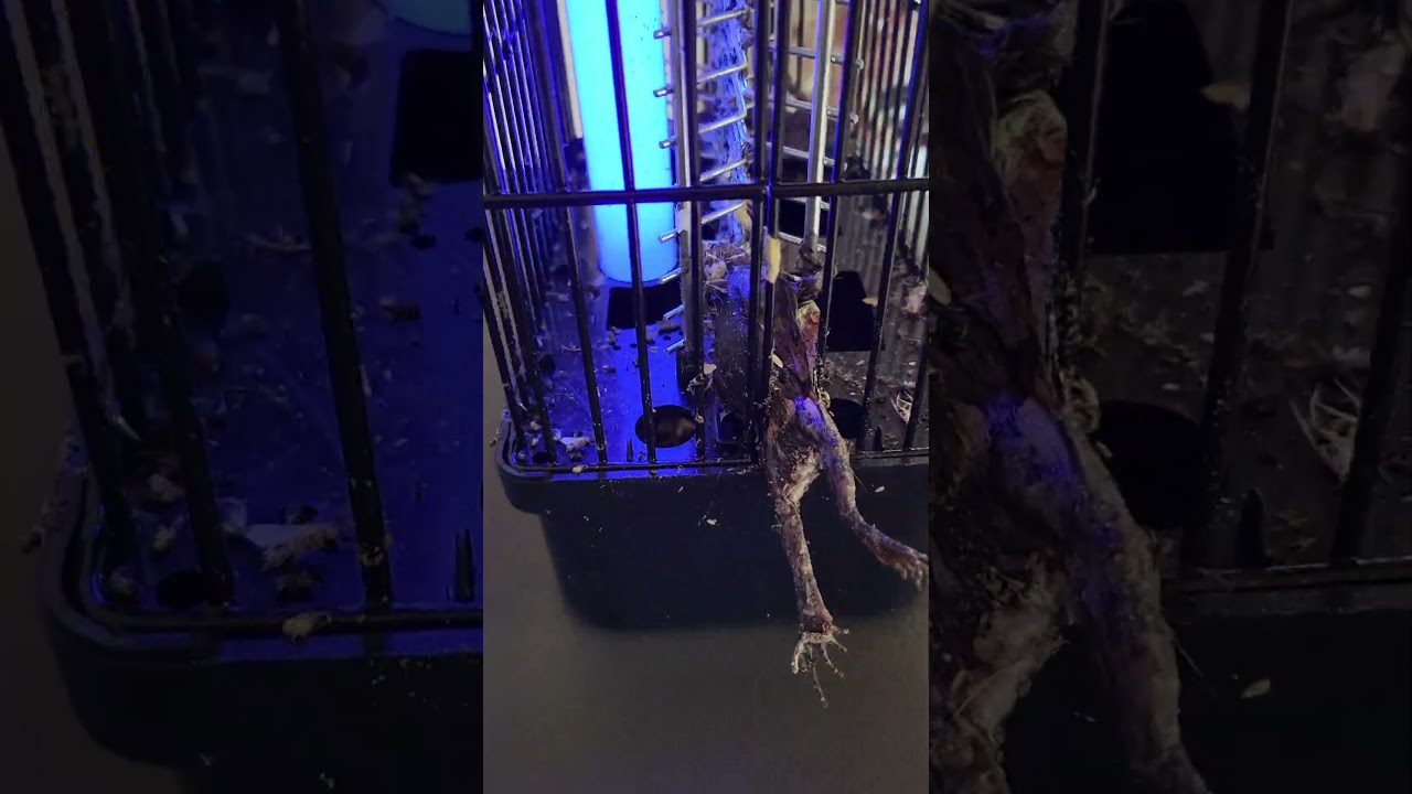 Mosquito Zapper catches even frogs 