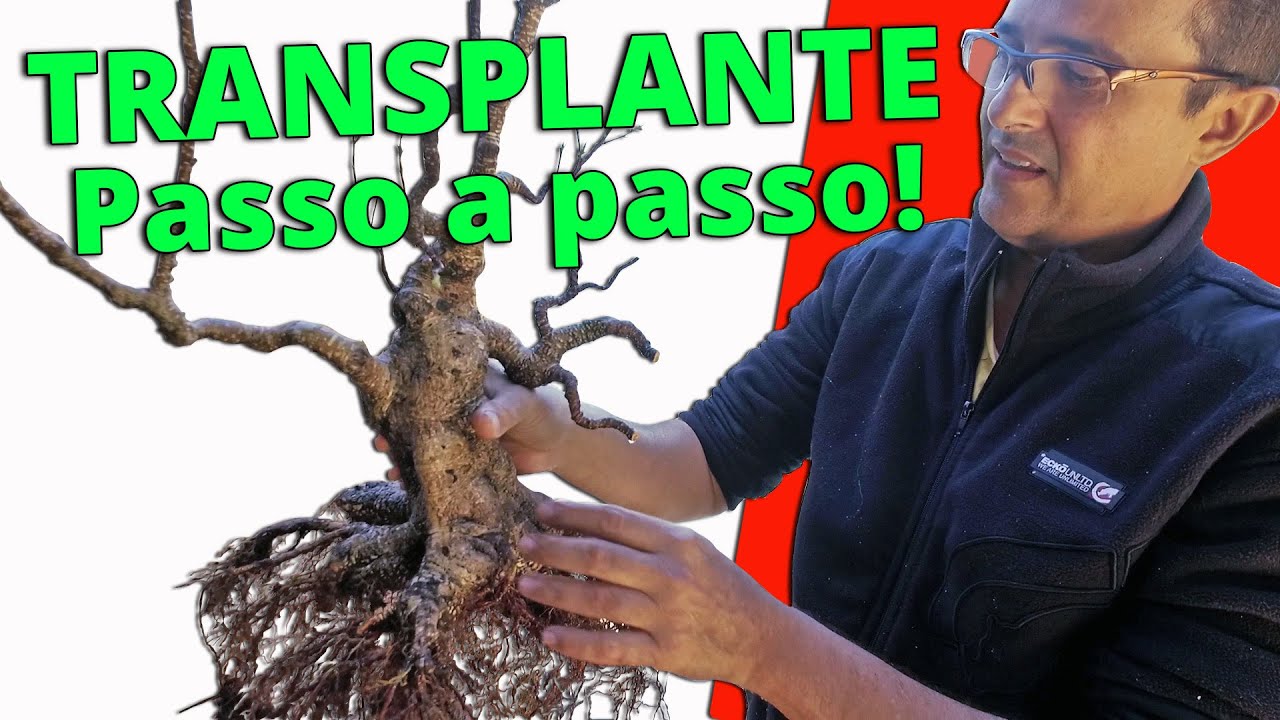 Transplante de Bonsai de Ficus Passo a Passo!!