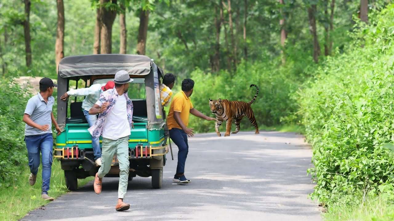 जंगल मे बाघ ने एक आदमी पे किया हमला | ROYAL BENGAL TIGER ATTACK | TIGER ATTACK MAN IN FOREST🌲