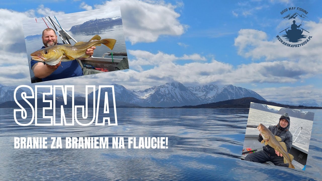 SENJA - majowe dorsze z norweskiego fiordu