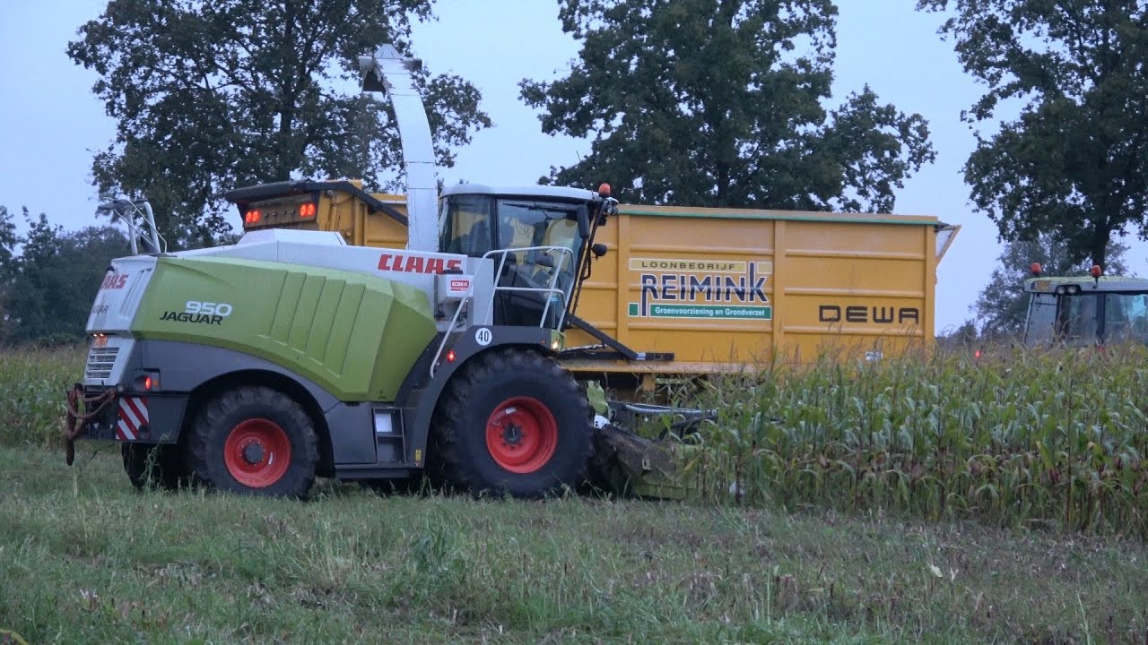 Loonbedrijf Reimink met hun 2e Claas Jaguar 950 aan het mais hakselen (2024)