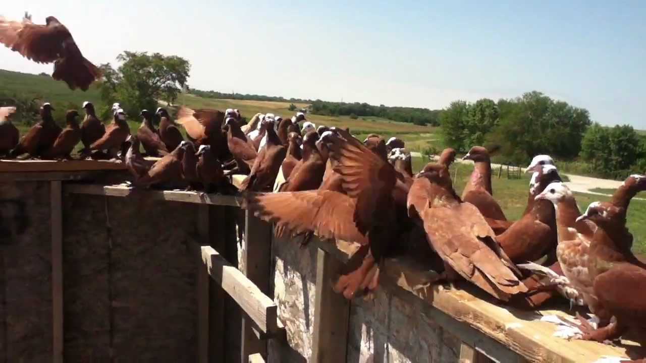 Iraqi Pigeons