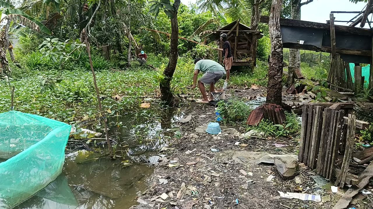 Di balong kangkung ini ikanya gacor