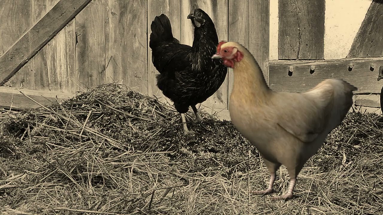 et Gäßberchtrio   - et get kehn Mest meh
