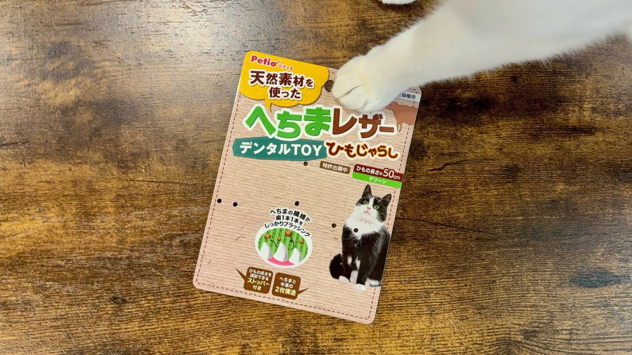 きょうのにゃんず、withへちまレザー