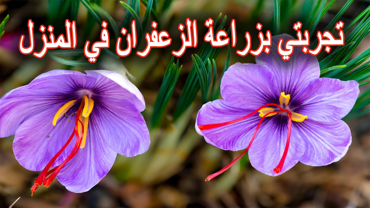 زراعة الزعفران في المنزل