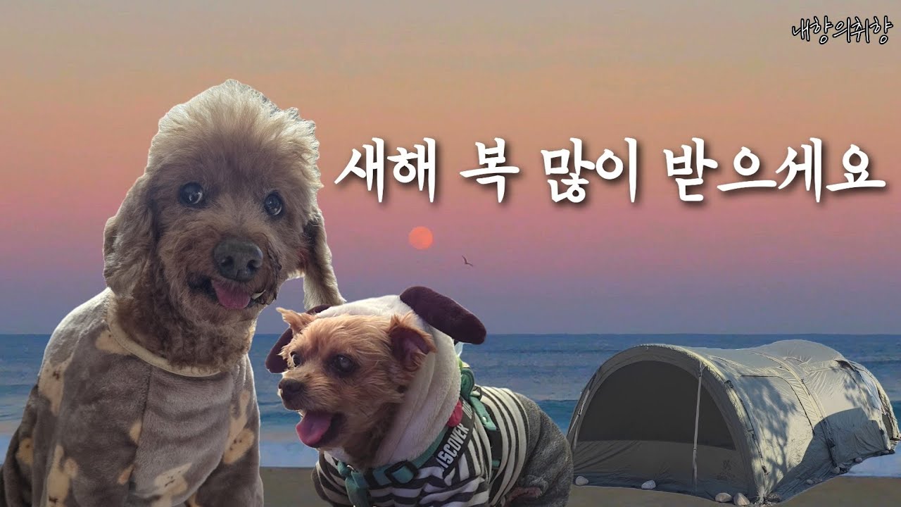 바다 1열에서 새해 일출 보는 캠핑🐕|강아지동반캠핑,위켄트립,모델D
