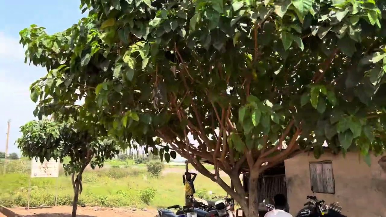 Togo, Tchamba: MADINA