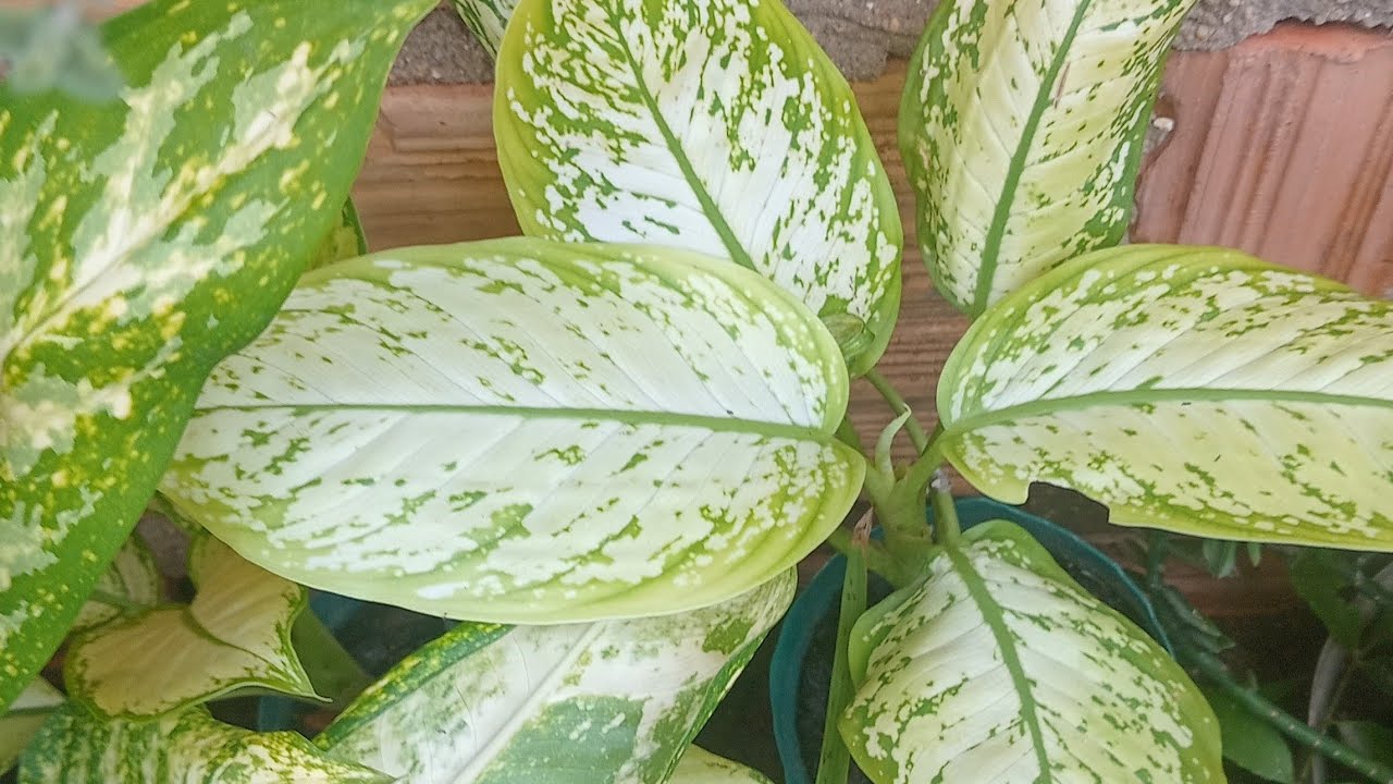 Mostrando as minhas plantas  do meu quintal 