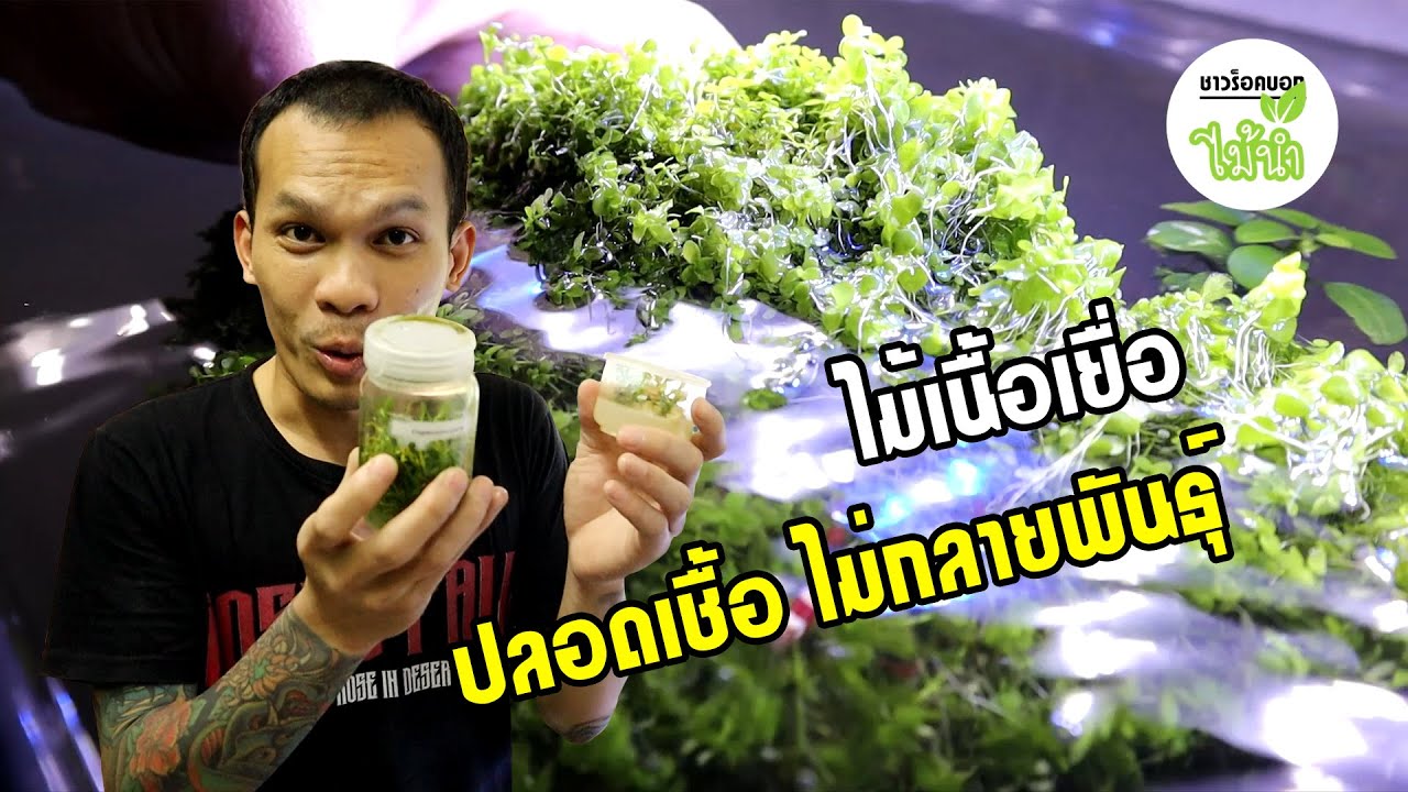 ไม้เนื้อเยื่อและวิธีการปลูก | ชาวร็อคบอกไม้น้ำ