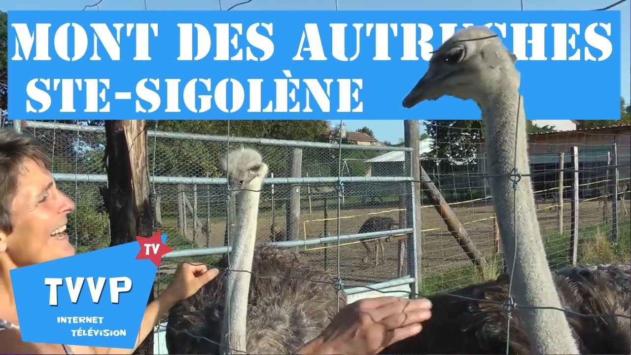 Le MONT DES AUTRUCHES de Ste-Sigolène (43) - TVVP
