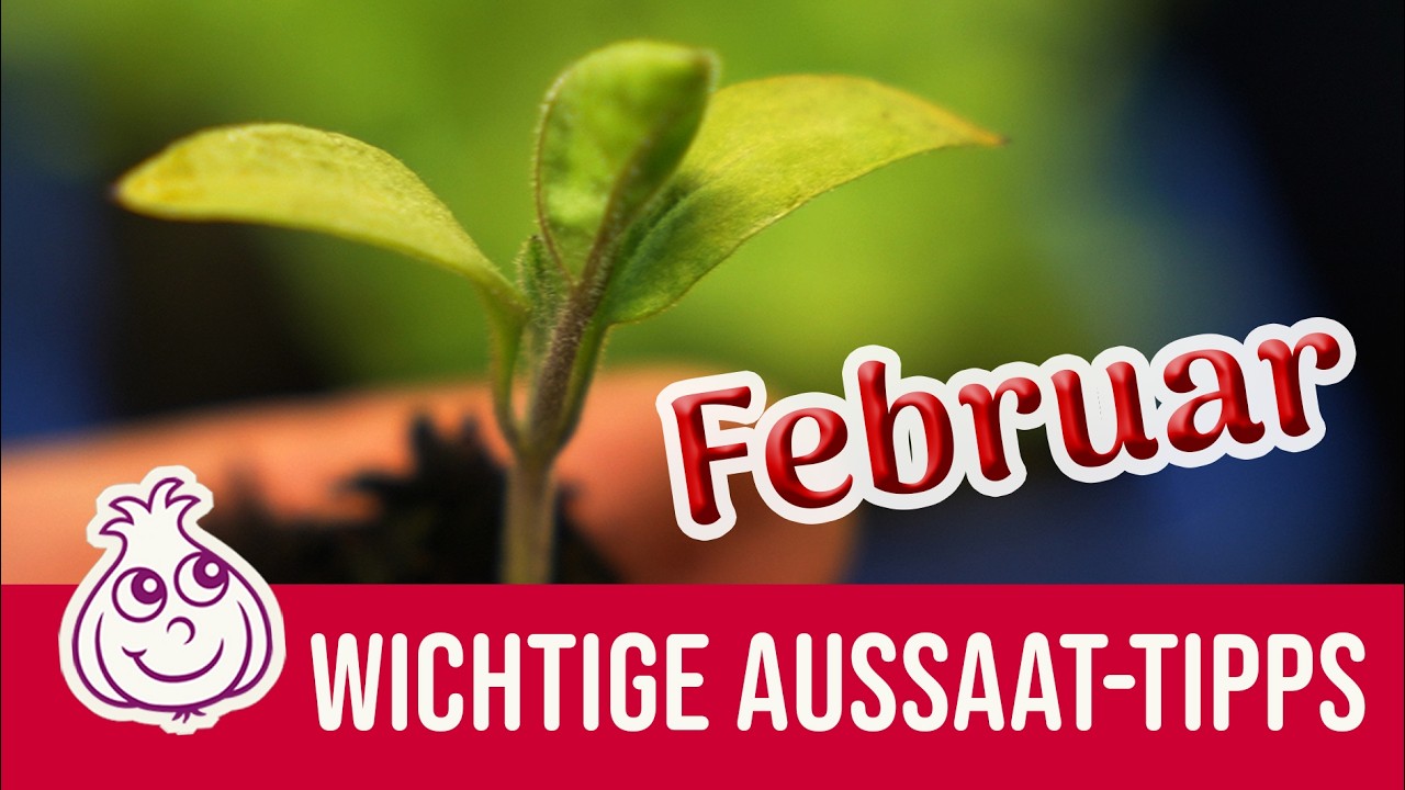 Aussaaten im Februar | Was kann alles in die Aussaat ab Februar | KI-frei