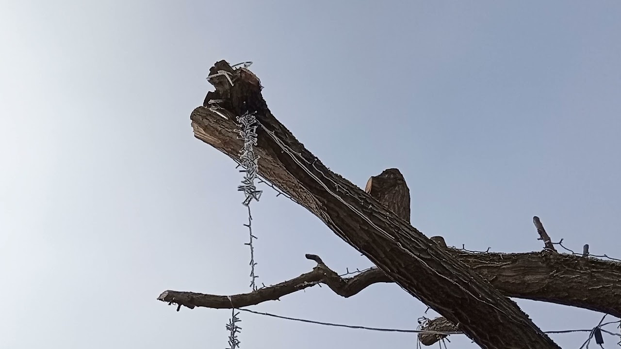 Les décorations de Noël a l'extérieur avec du gel 💯% naturel