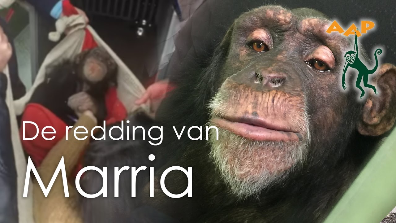 Redding van chimpansee Marria - Stichting AAP