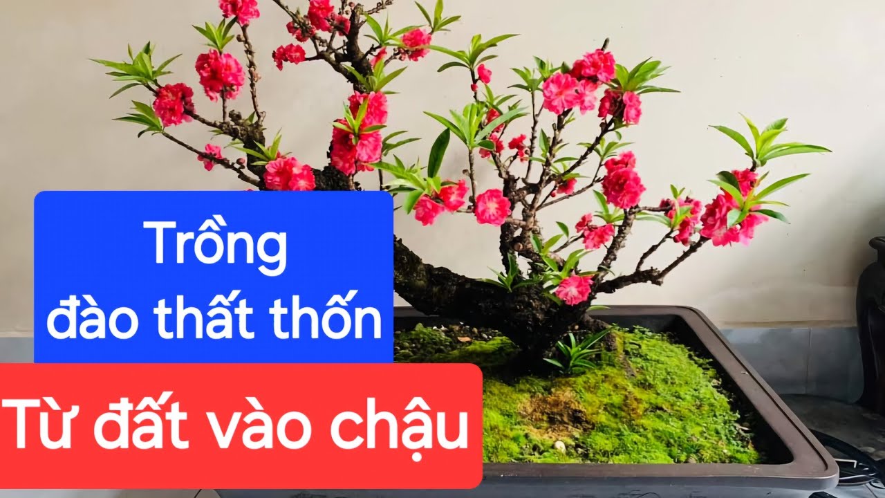 Trồng đào thất thốn từ đất vào chậu