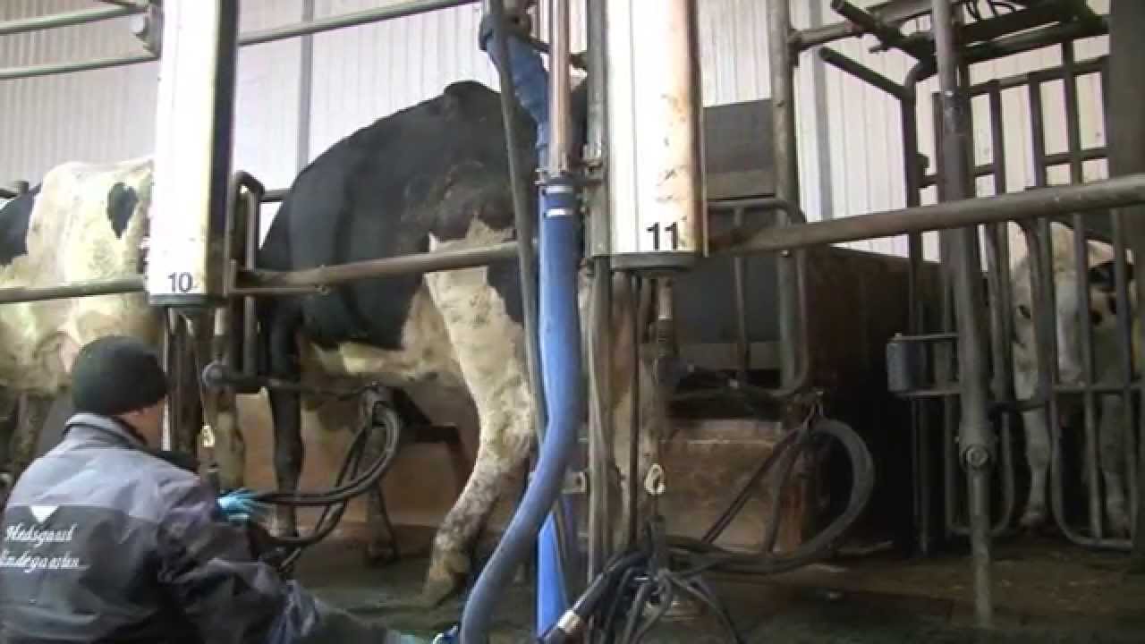 Dan Dutch Farms - FarmVideo 367 Mindeg&aring;rden in Bylderup-Bov
