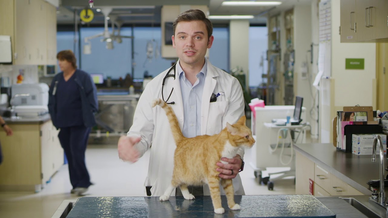 Does my cat have diabetes?