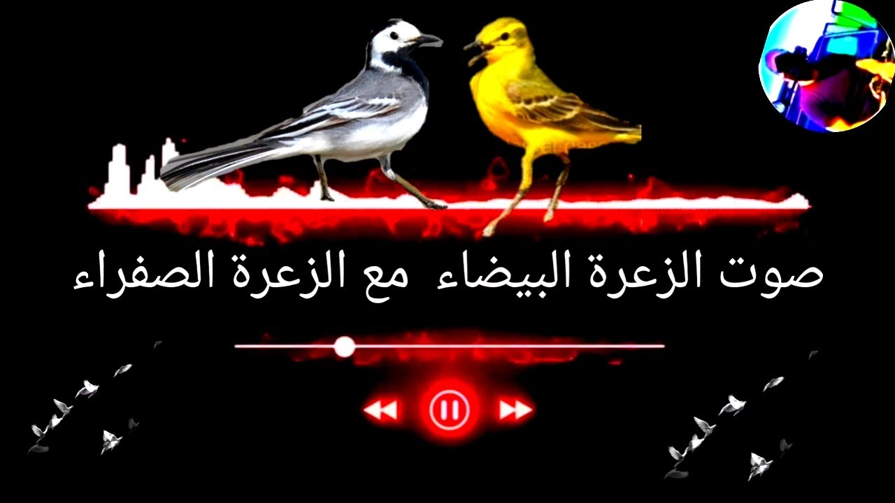 صوت الزعرة البيضاء مع الزعرة الصفراء ٢٠٢٢