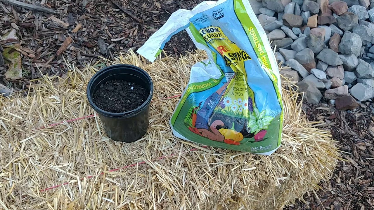 Growing Cucumbers In Straw Bales - One Incredible Crop!