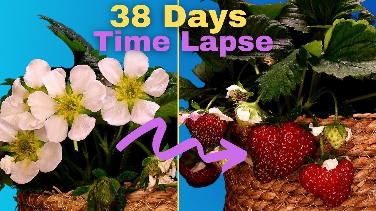 Strawberry FLOWER to FRUIT Time Lapse in 20s #shorts