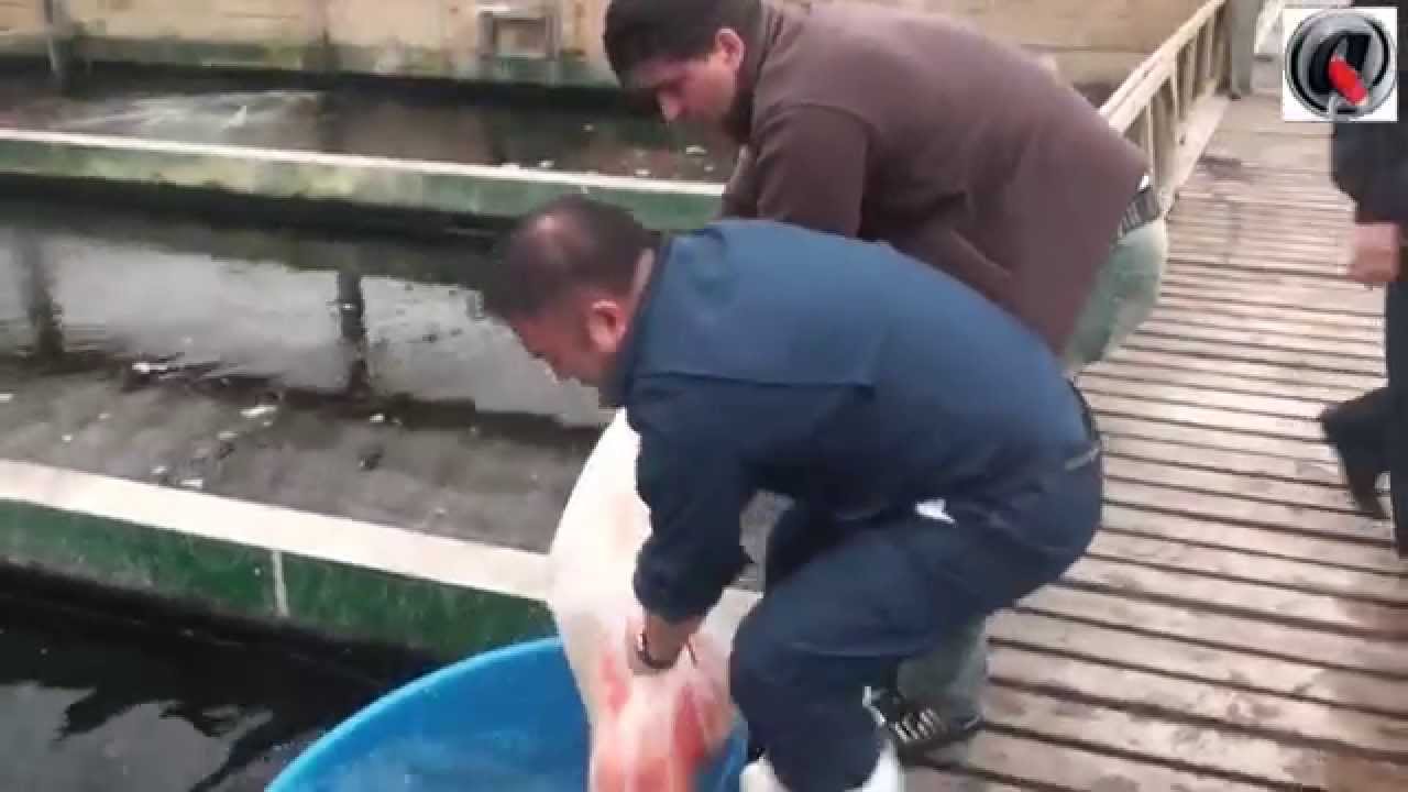 El Patio - Dani koi - ATB TV Japan 2013 day 3 Sakai Fish Farm