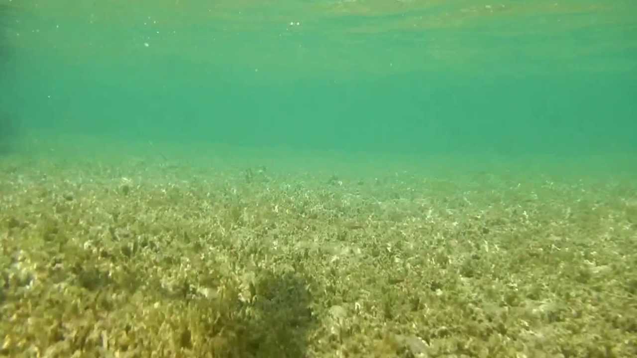 Frühling im Neufelder See rund um den Seespitz 2013