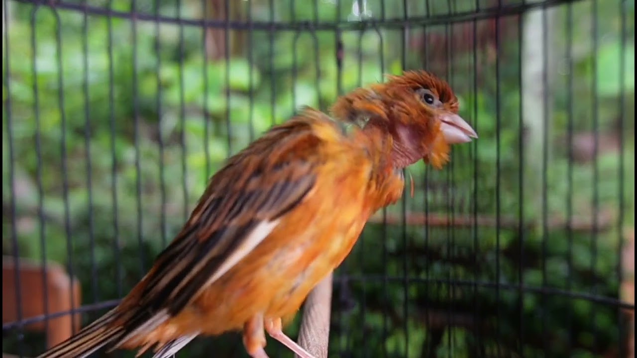 Beautiful Canary singing  for Relaxing bird sound & for sleep & study for baby bird