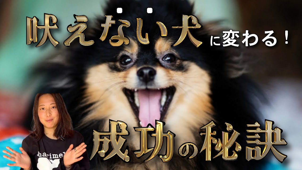 【吠えない犬の育て方】あらゆる場面で起こる吠えの改善極意をご紹介！