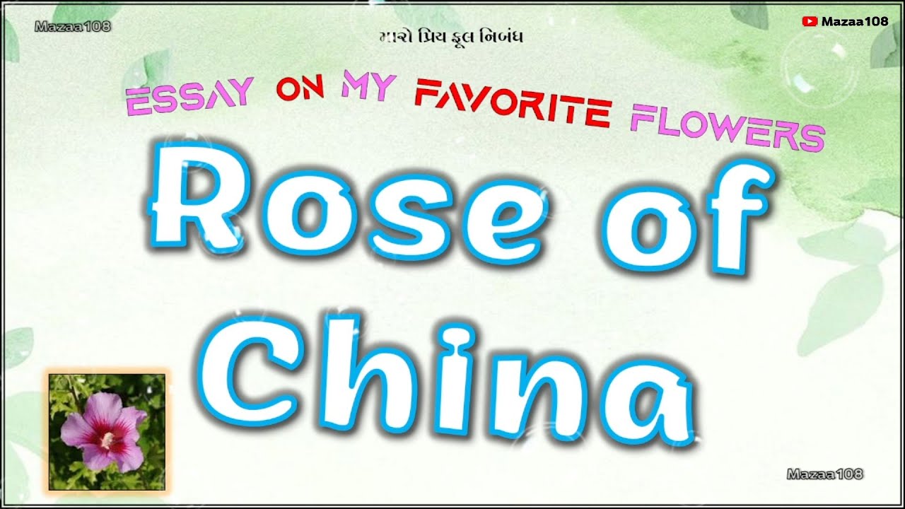 Rose of China Flower | Essay On Rose of China Flower | My Favorite Flower Rose of China