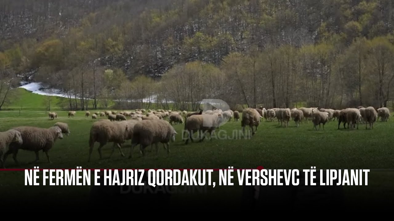 Në fermën e Hajriz Qordakut, në Vershevc të Lipjanit