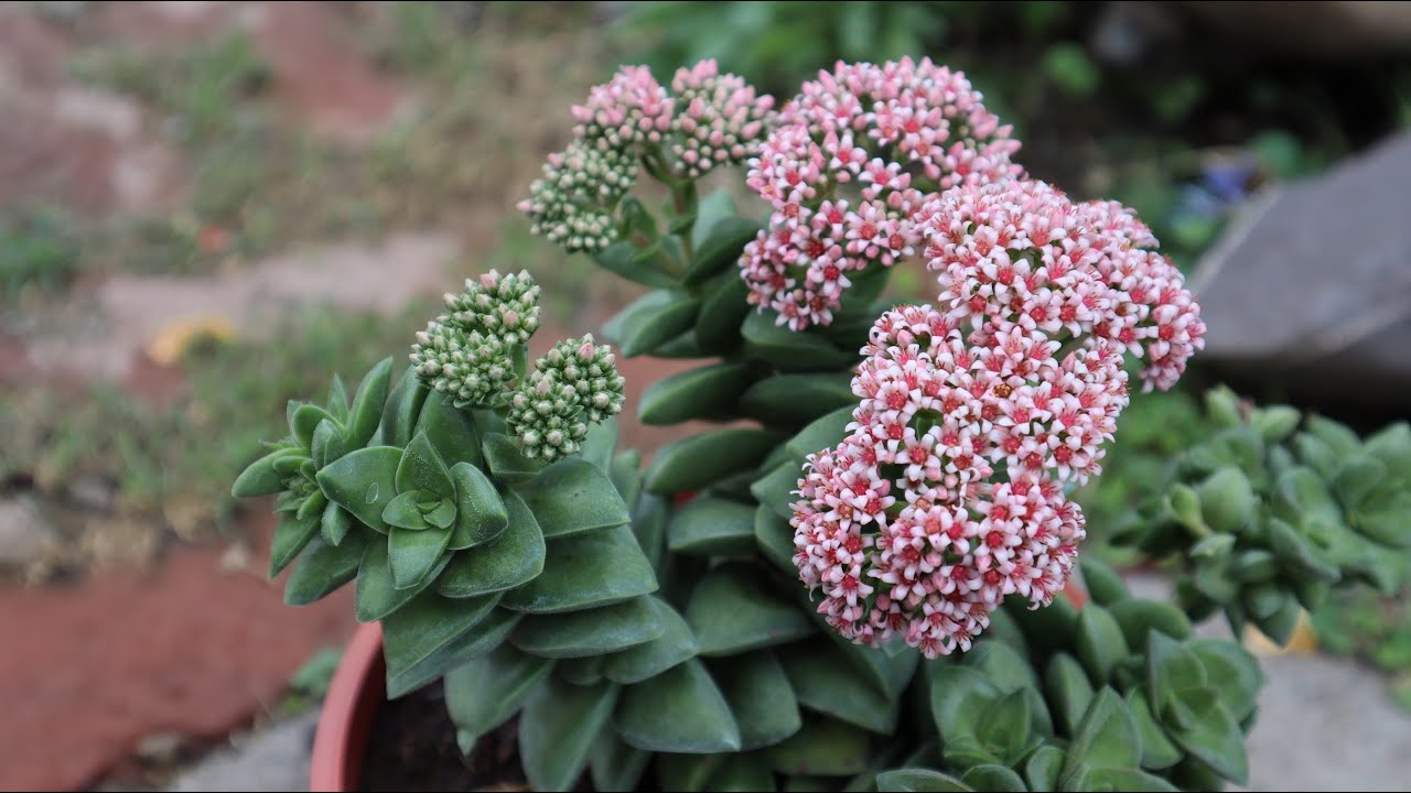Cómo cuidar de la Crassula springtime