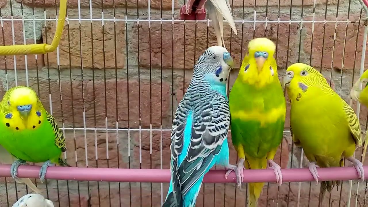 Australian beautiful bird's sounds 