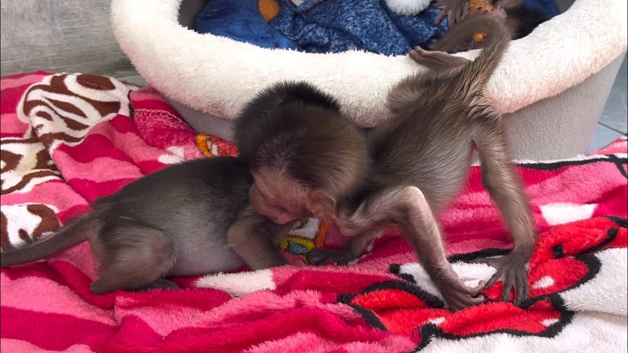 The way the baby wily monkey walks is a bit different because he lies down too much