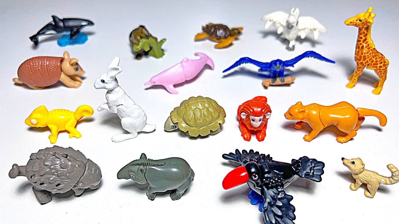 Sea Animals, Wild Animals - Porcupine, Orca, Pink Dolphin, Turtle, Giraffe, Macaw, Tapir, Squirrel