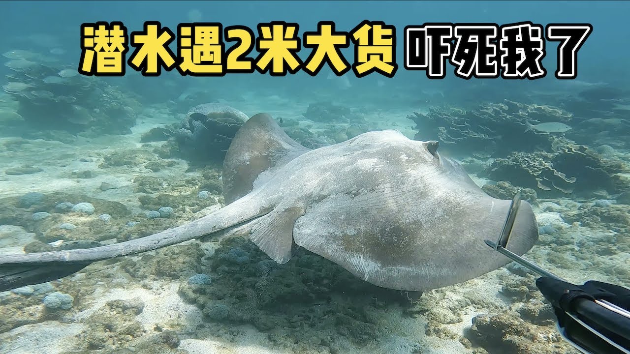 《环球探海记》阿曼 第46天：今天带粉丝朋友潜水赶海，收获1条超大的猪齿鱼！   #自由潜渔猎  #阿曼马西拉岛  #环球赶海旅行