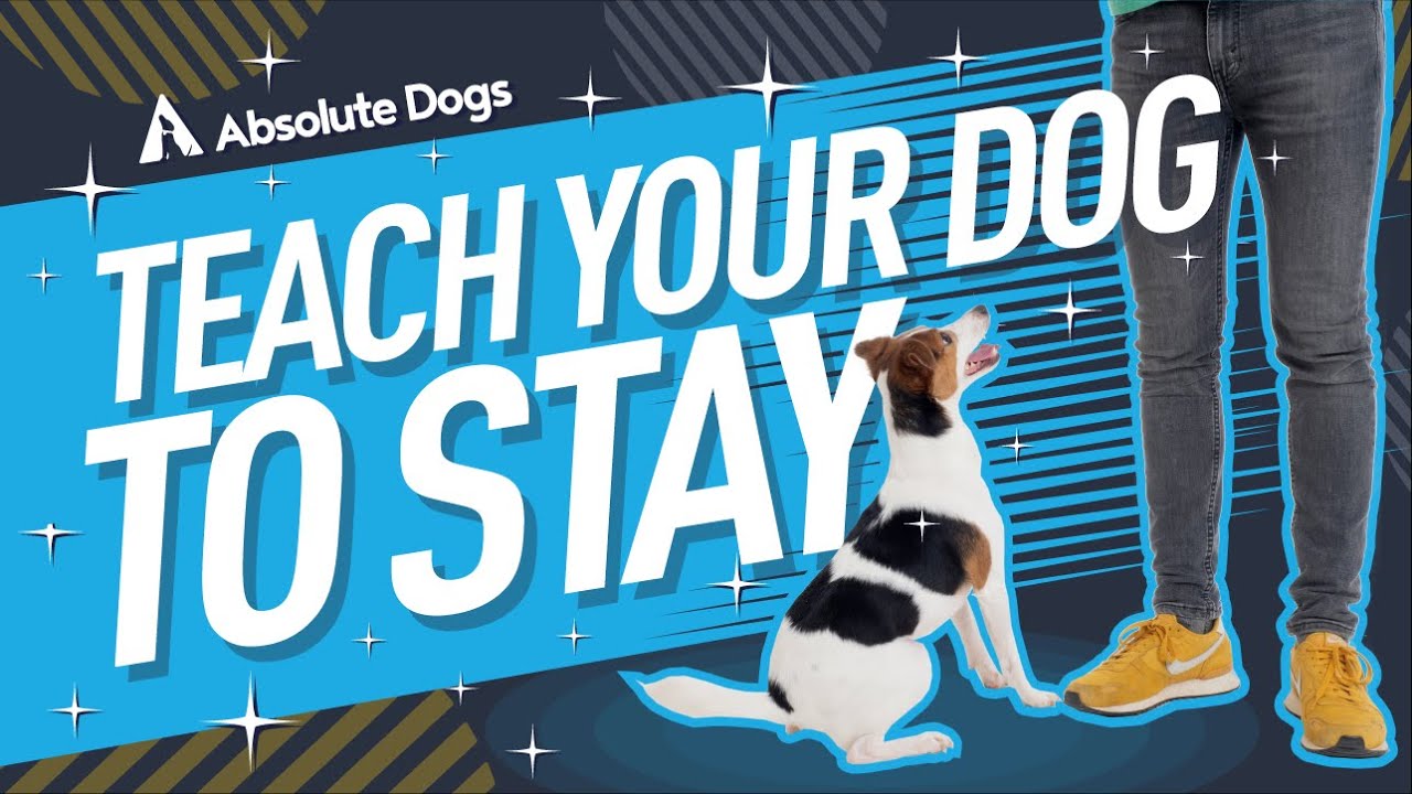 How to teach your dog to stay with boundaries (no matter what!)