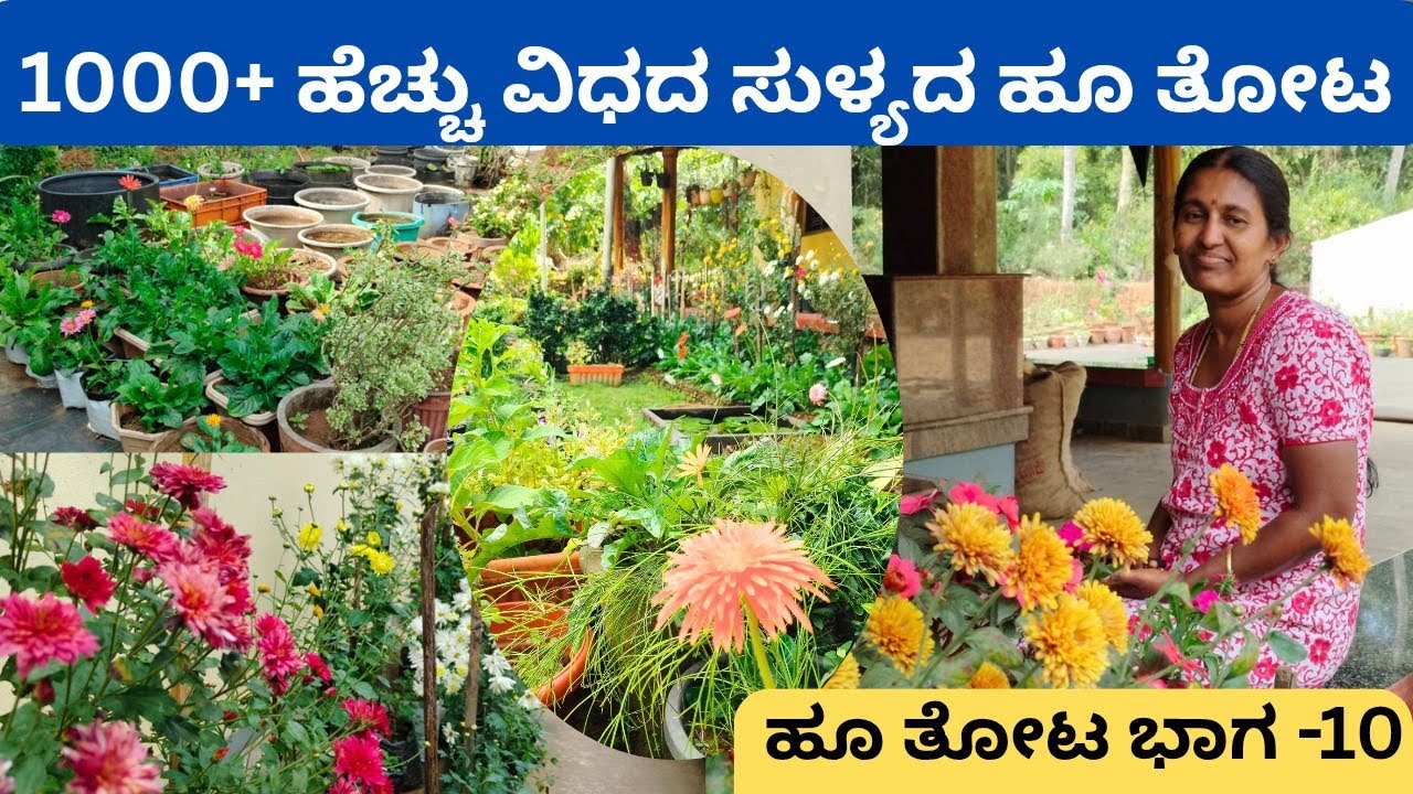ಇದು ಹೂವಿನ ಲೋಕವಯ್ಯ‼️ಹೂ ಗಿಡಗಳ ಆಸಕ್ತಿ ಇರುವವರು ನೋಡಲೇಬೇಕಾದ ಸಂಚಿಕೆ @ಉಮಾ ಪ್ರಕಾಶ್ ಭಟ್ ಕಟ್ಟ ಕೊಲ್ಲಮೊಗರು ಸುಳ್ಯ