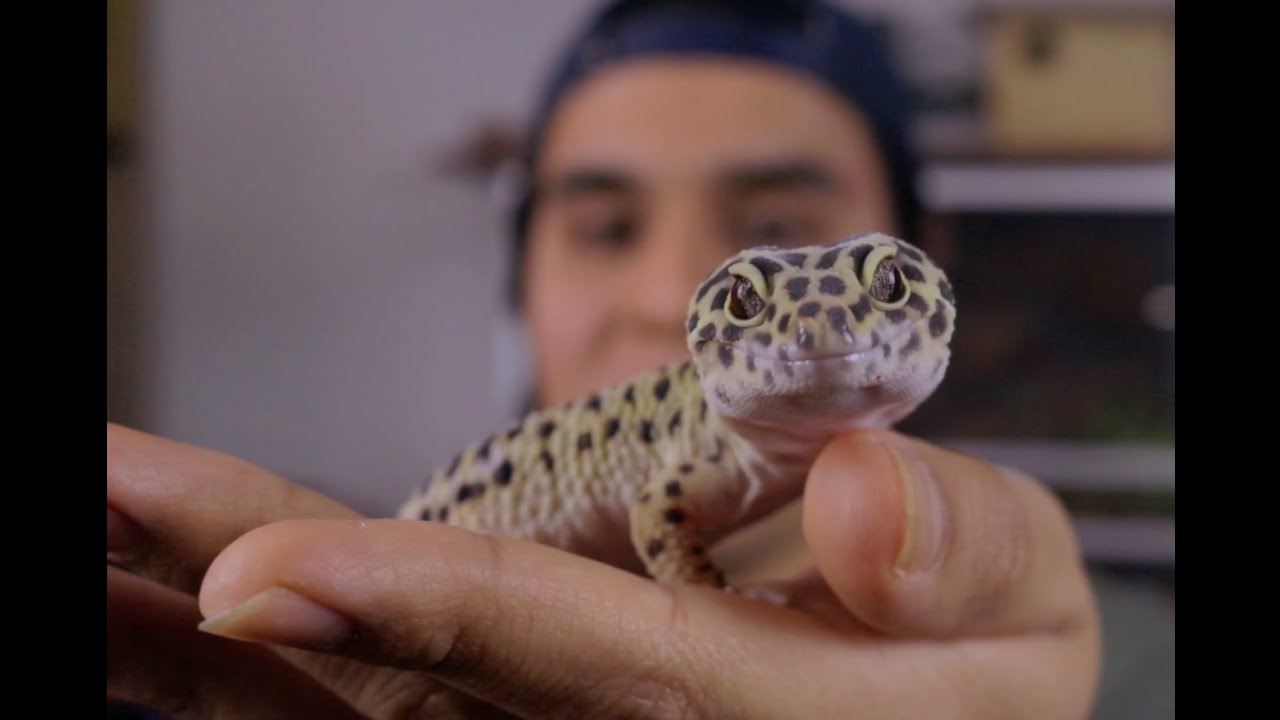 Tu primera mascota | Gecko Leopardo I Cuidados