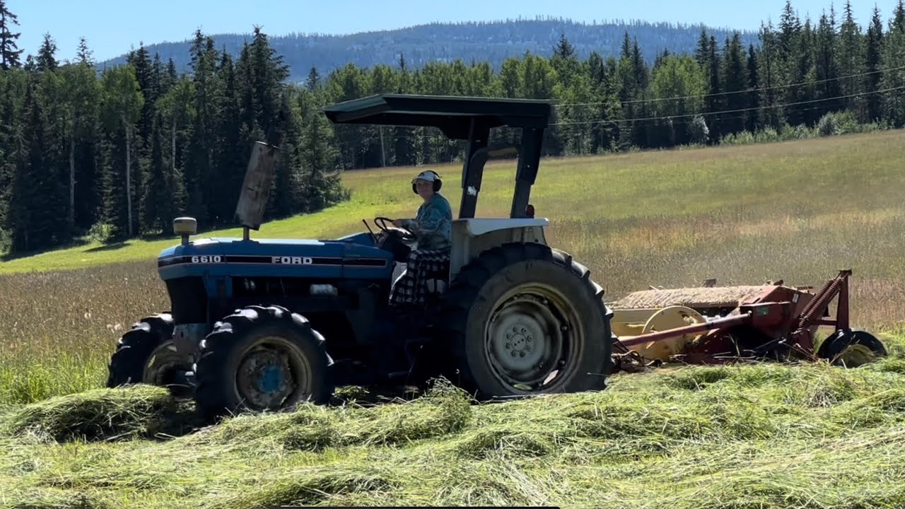 Swathing Hay With An Old New Holland Haybine 488 Mower Conditioner Behind A Ford 6610