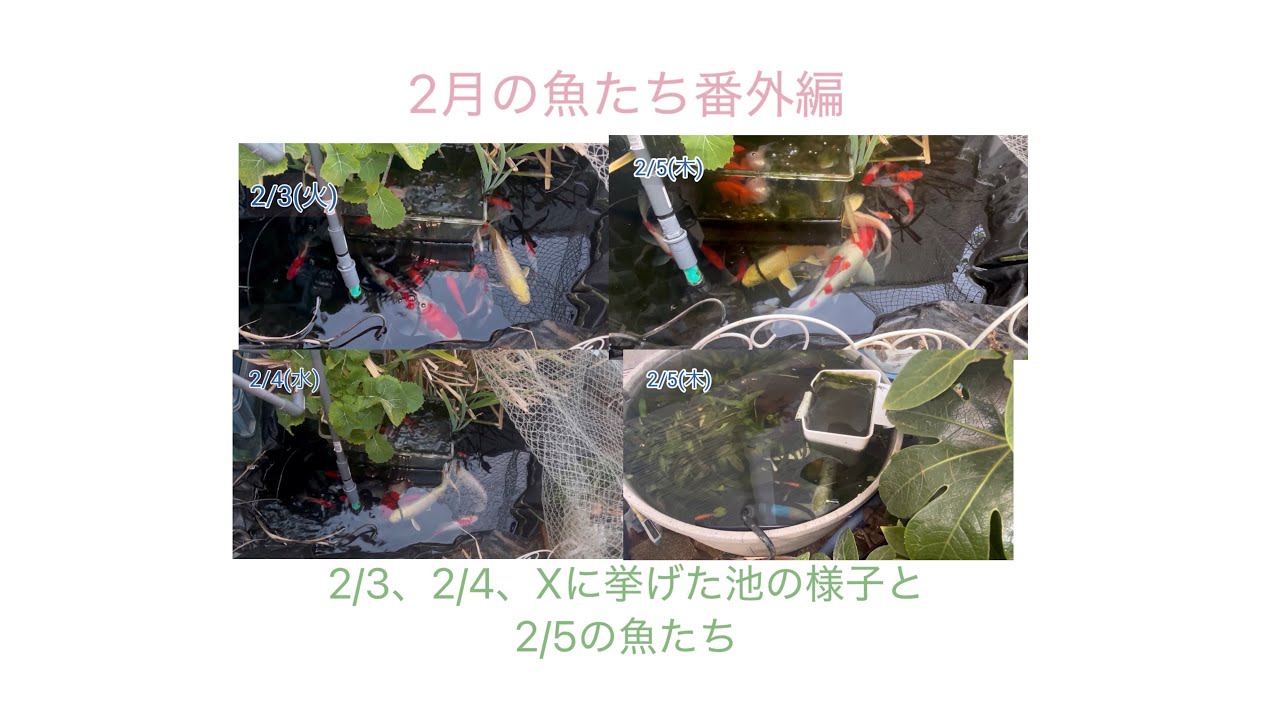 2月の魚たち番外編、2/3、2/4、Xに挙げた池の様子と2/5の魚たち #錦鯉 #金魚 #庭池 #メダカ #水草 #ビオトープ 