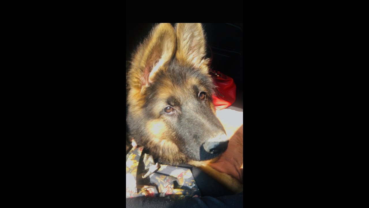 Going to Vet for Vaccines 💉 | 😭 puppy cry after vaccination