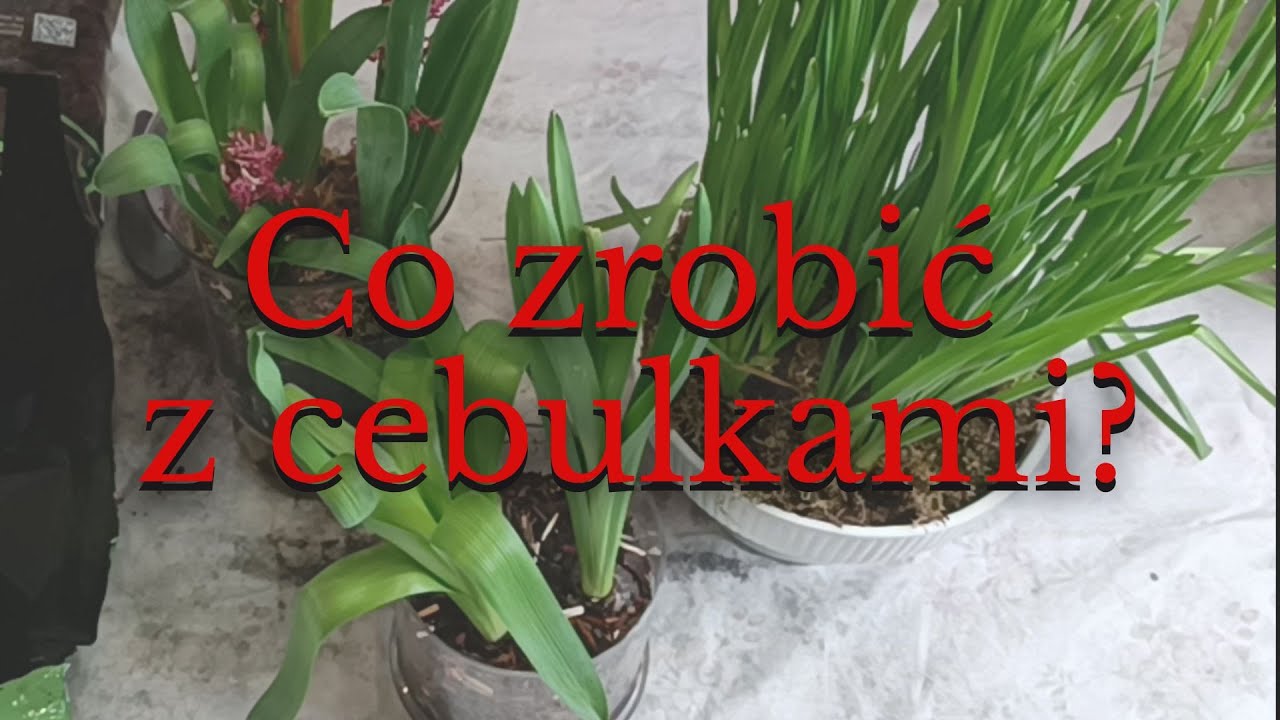 Co zrobić z cebulkami żonkili i hiacyntów kupionych zimą?