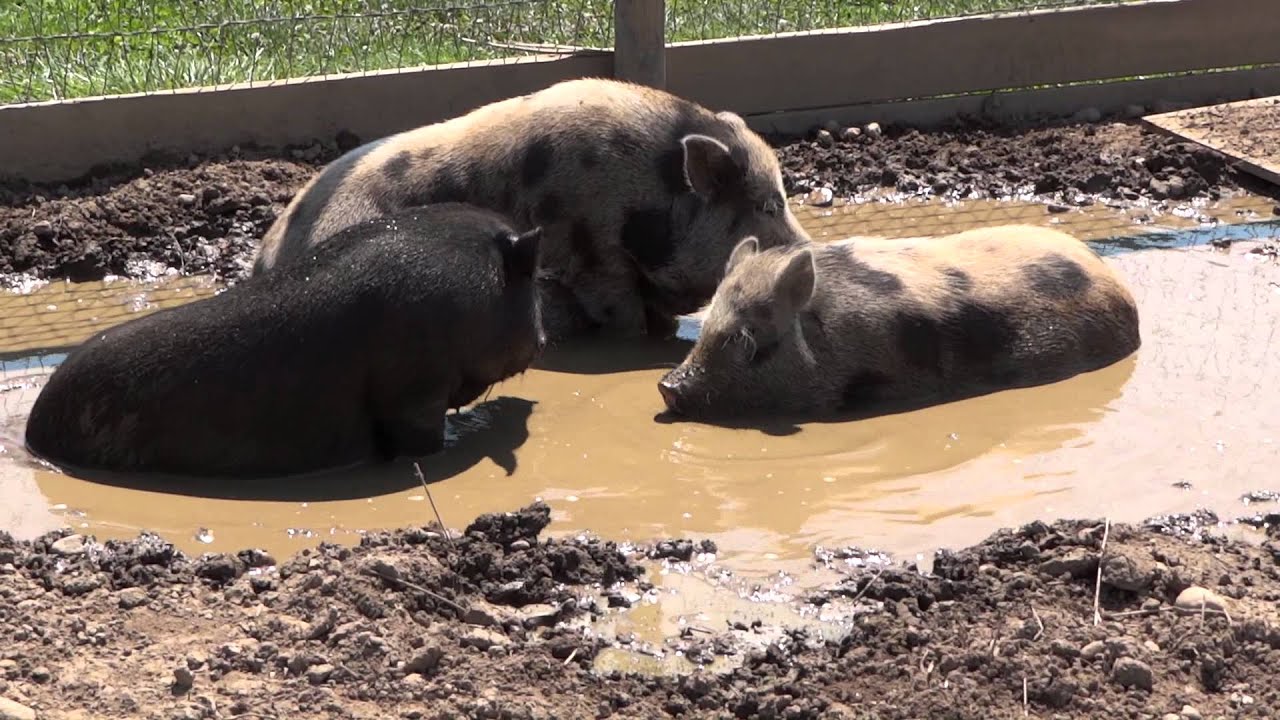 Minature Pot Belly Pigs- Frollicing in Mud Puddle to cool off at Martha Clara Vinyards Riverhead,NY