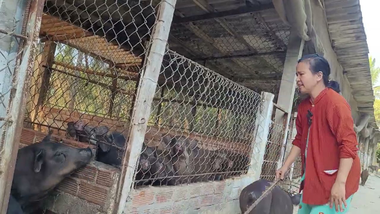 Một buổi chiều lùa heo rừng 