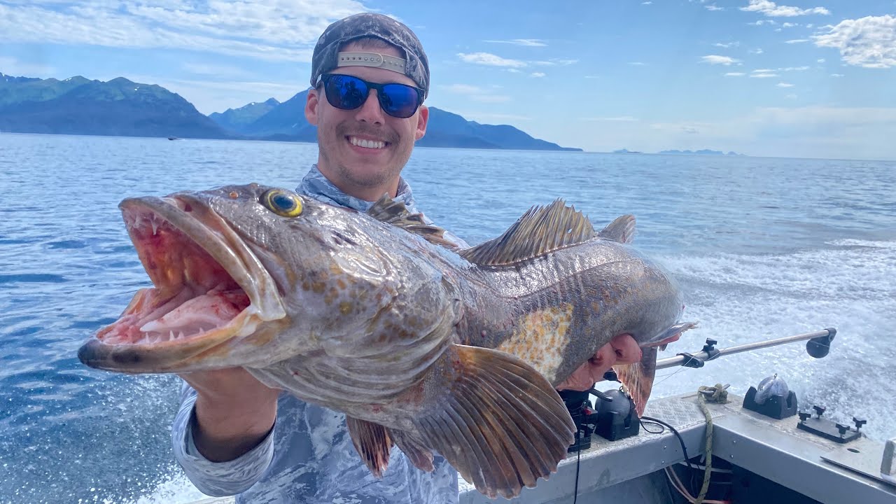 Massive Lingcod Catch and Cook! Homer, Alaska Fishing! (Catch Clean and Cook)