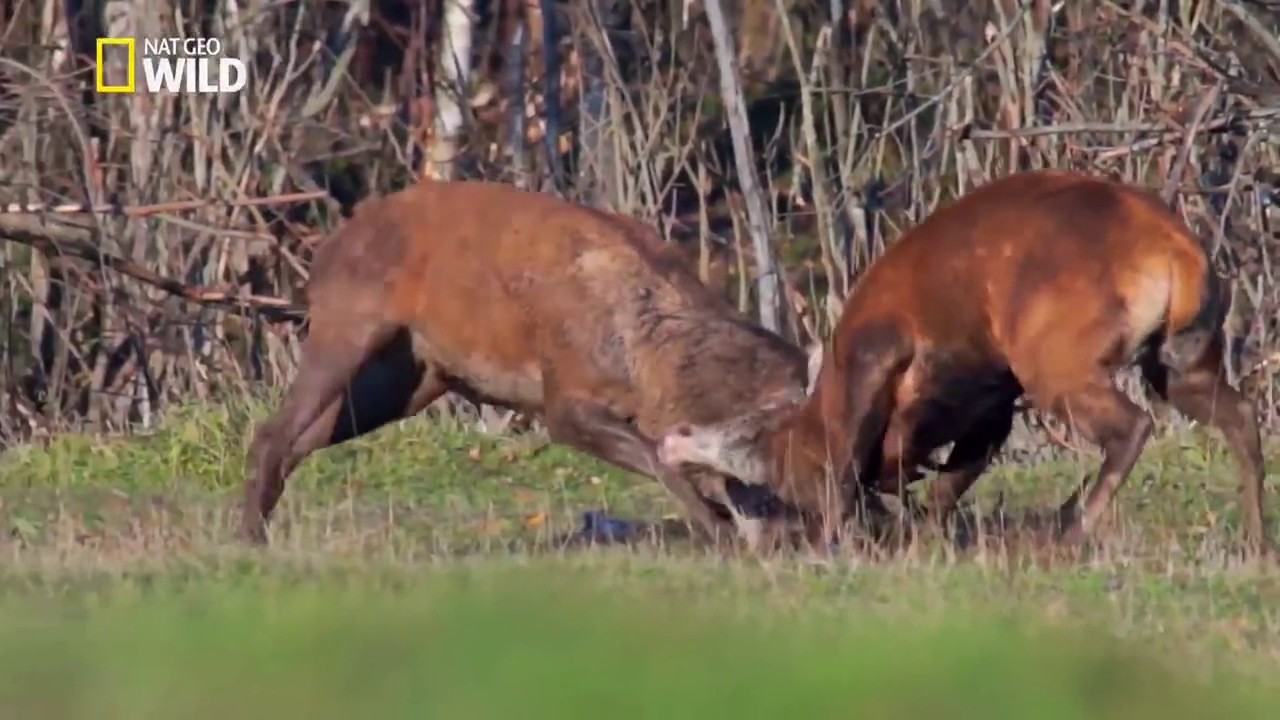 Combats de cerfs - Nat Geo Wild
