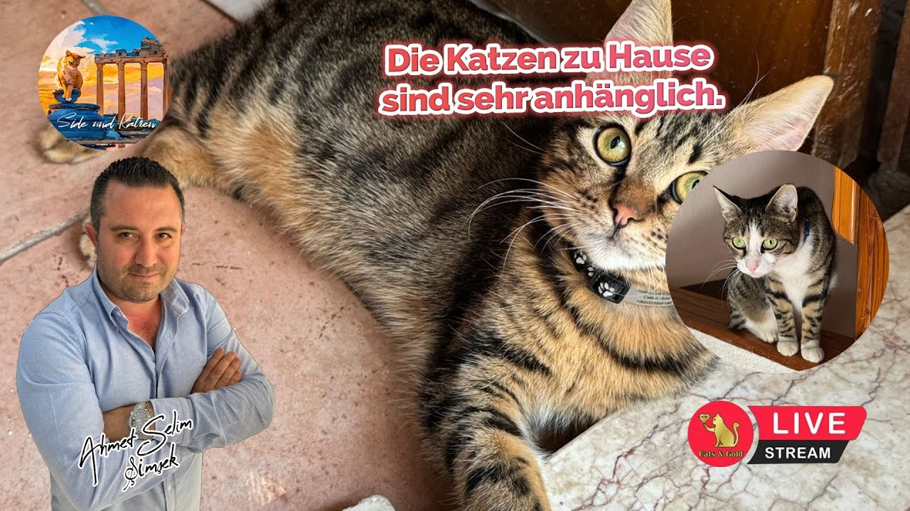 Die Katzen zu Hause sind sehr anhänglich