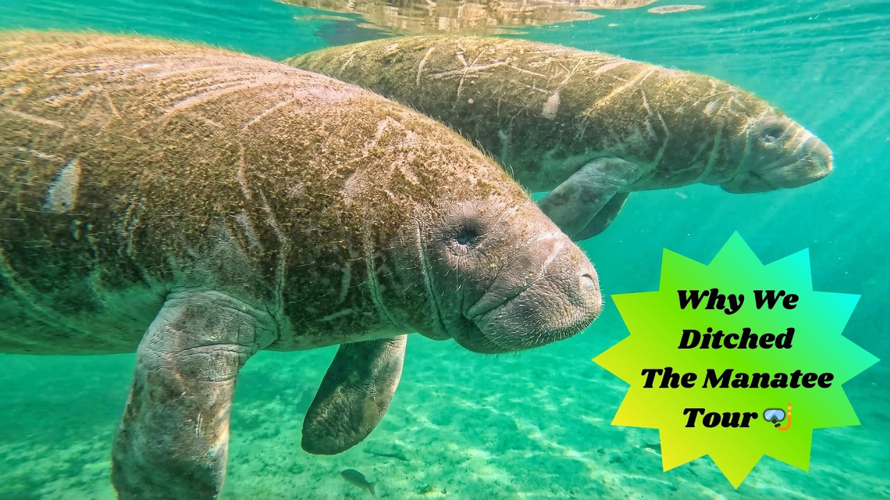 We Ditched the Manatee Tour?! Kayaking Crystal River & 3 Sisters Springs Up Close 🐋