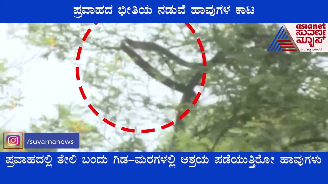 Belagavi Flood Victims Face Snake Menace As Waters Recede
