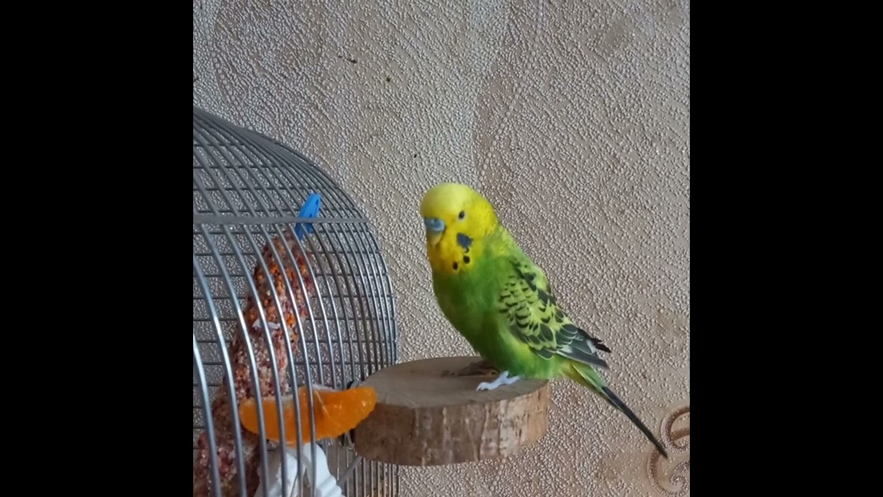 Найулюбленіший фрукт Кєшкі❤️